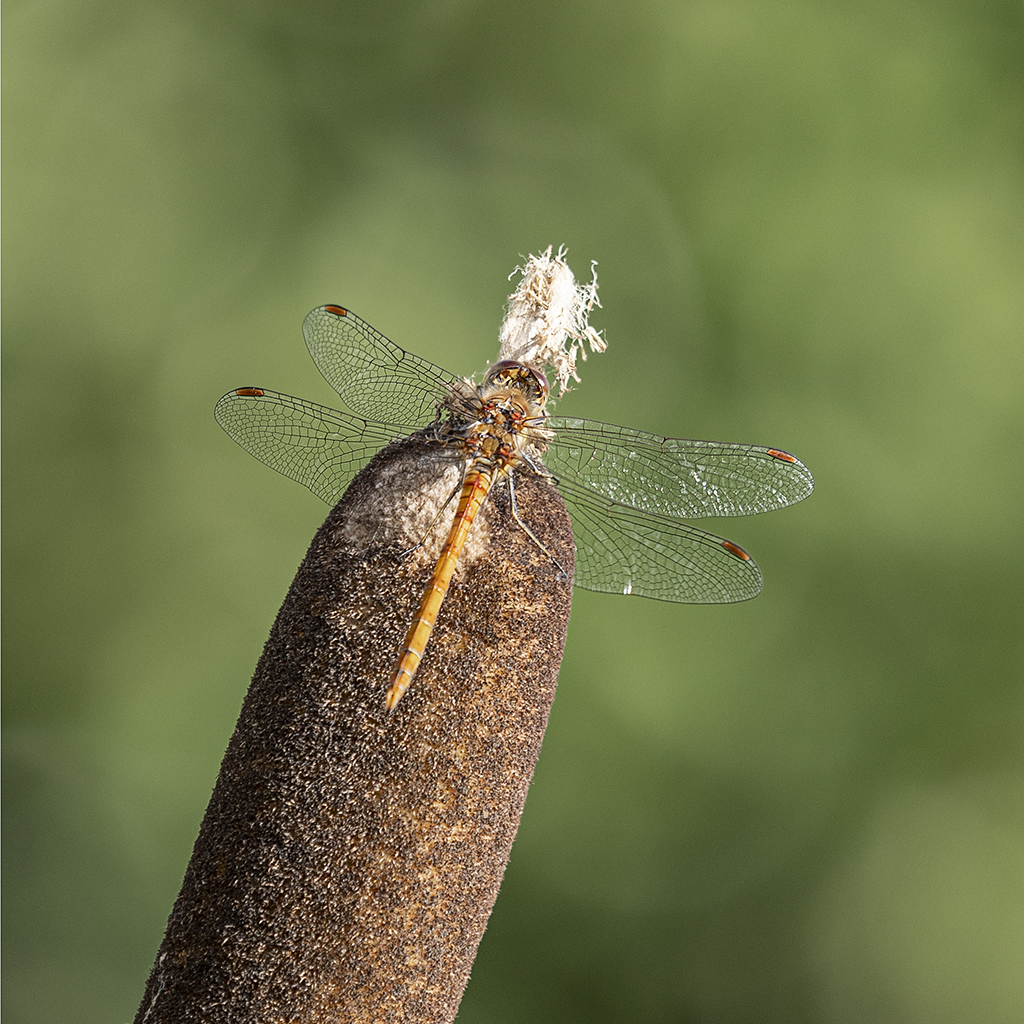 Darter on Bullrush